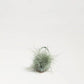 Finch Feather Slingback Pump