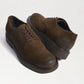 Ted Wingtip Oxford